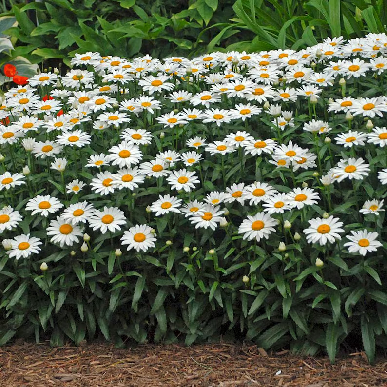 10,000 +/- Shasta Daisy Seeds Non-GMO