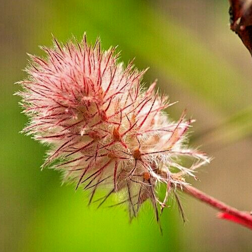 RABBIT’S FOOT CLOVER 200 SEEDS, TRIFOLIUM ARVENSE, FUZZY BUNNIES, EZ TO GROW