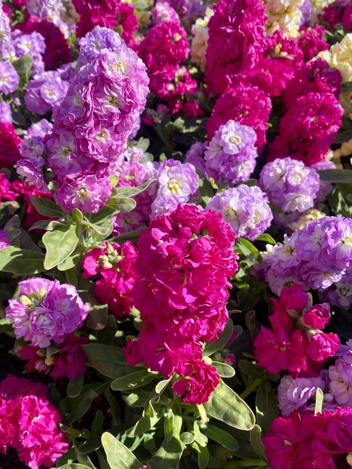 50 MIXED COLORS STOCK Matthiola Incana Ten-Week Gillyflower Blue White Pink Red