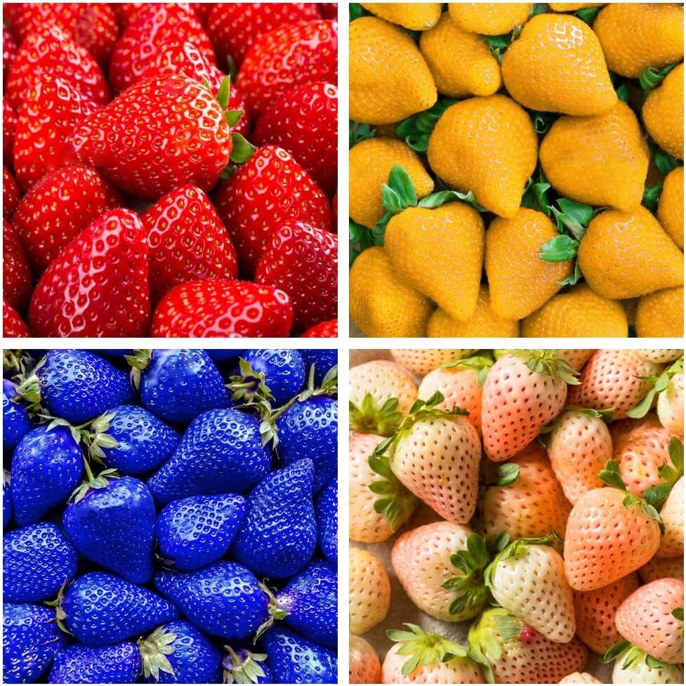 400+ Heirloom Non-GMO Mixed Strawberry Seeds – Sweet Red, Blue, White & Yellow