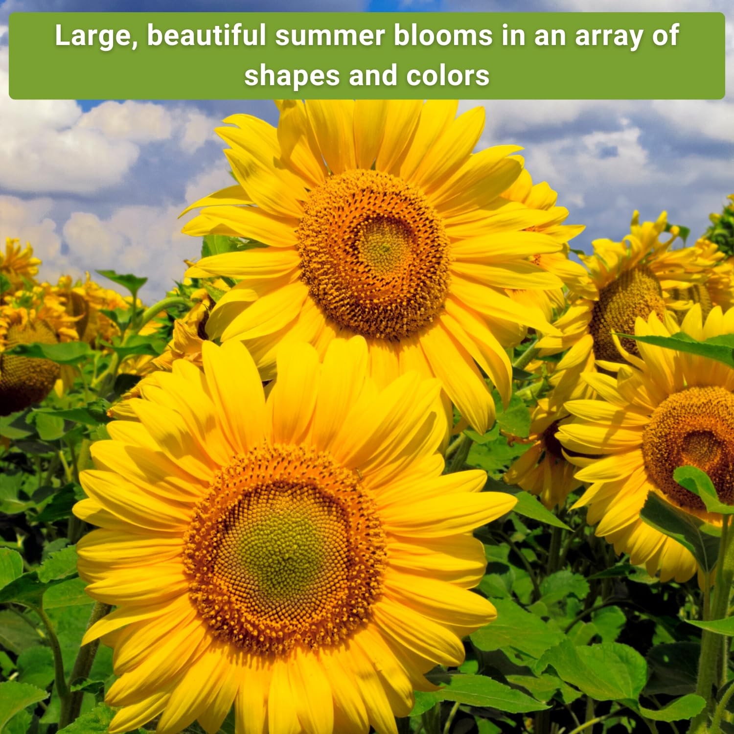 Large Sunflower Seed Collection 6 Varieties NonGMO Heirloom for Garden Planting