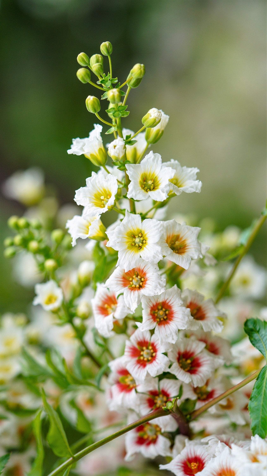 5 YELLOWHORN TREE Xanthoceras Sorbifolium White Yellow Red Fragrant Flower Seeds