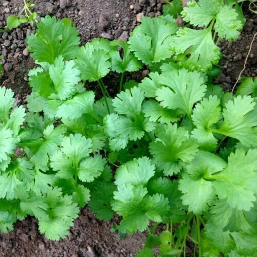 Cilantro Seeds | Leisure Splits | NON-GMO, Fresh Garden Seeds, Ngò Rí , for 2024