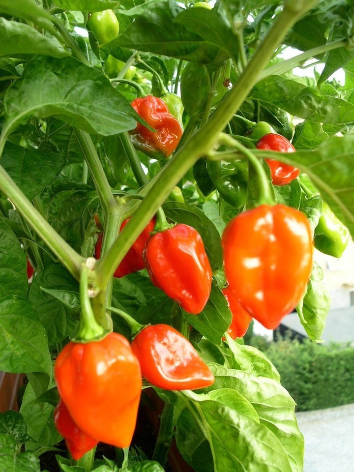 Orange Habanero Pepper Blend 30 Seeds Red, Orange, yellow Free Shipping!