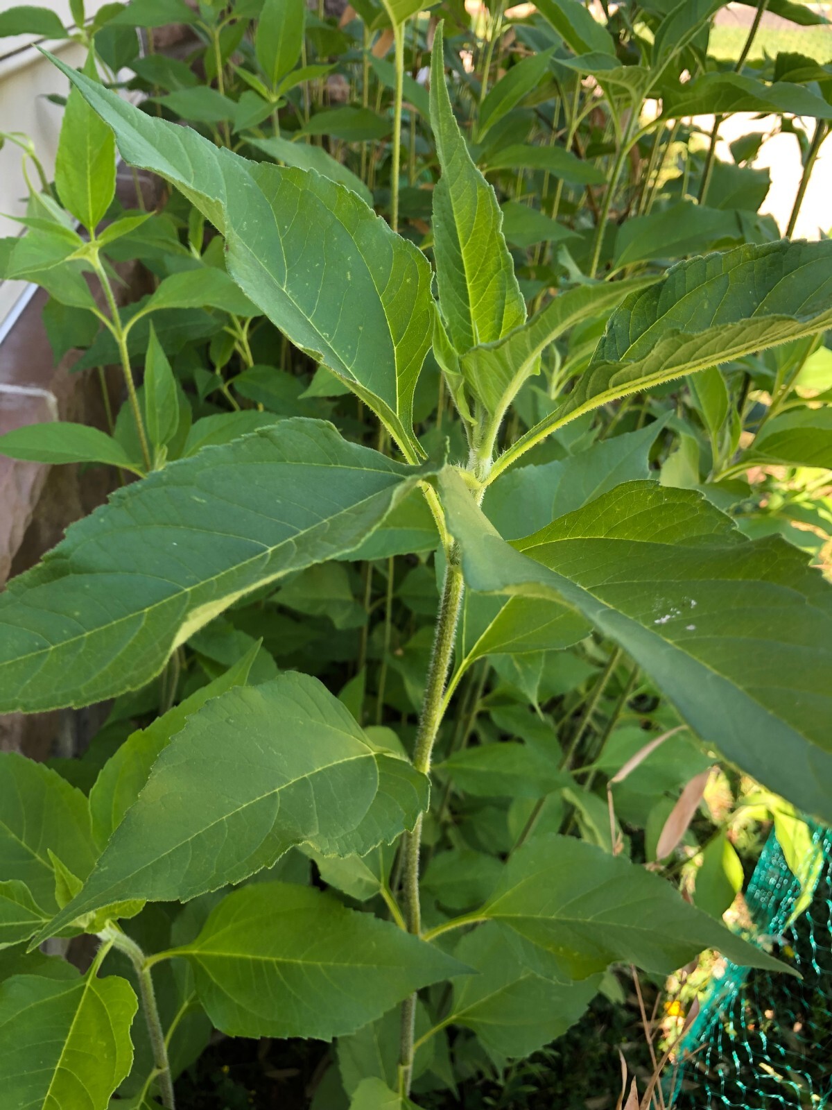 4lbs Jerusalem Artichokes AKA Sunchokes; Sunroot; Wild Sunflower