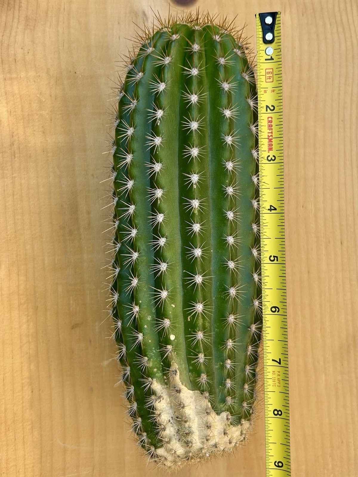 Echinopsis Hybrid ‘Flying Saucer’ Cactus Cutting 9” Fully Cured, Plant #1