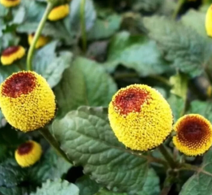 TOOTHACHE PLANT SEEDS 500+ PARACRESS annual HERB garden ELECTRIC DAISY FREE SHP