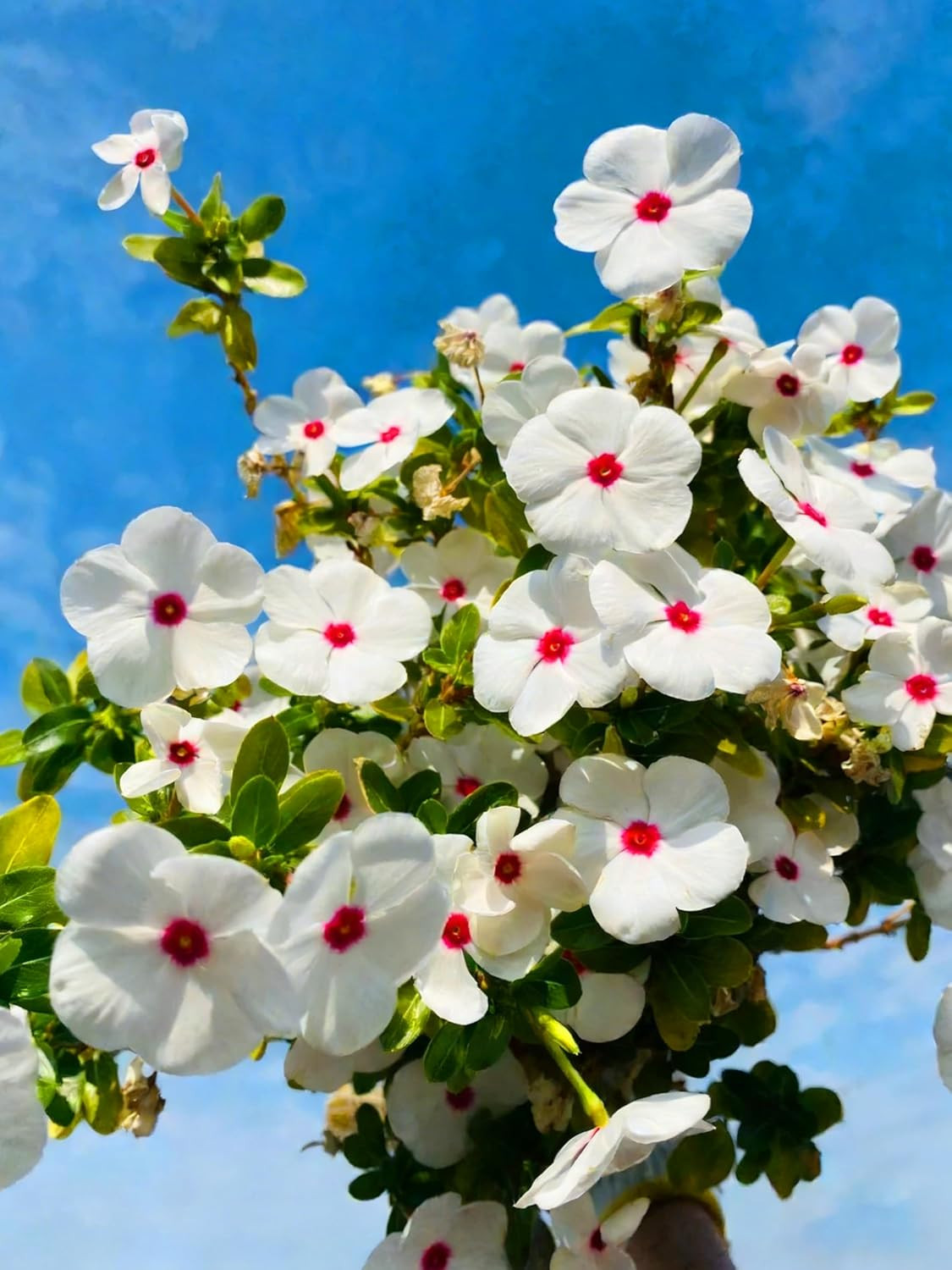 Madagascar Periwinkle Seeds for Planting, 1000Pcs Rare Perennial Periwinkle Flow