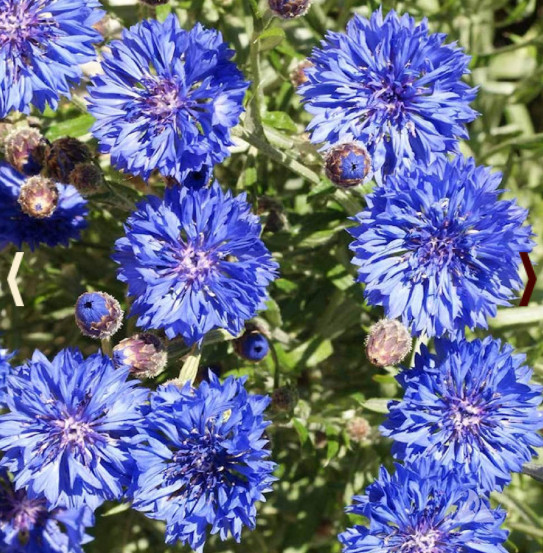 Landscaper’s Pack Cornflower Bachelor Button DWARF BLUE Non-GMO 1500 Seeds!
