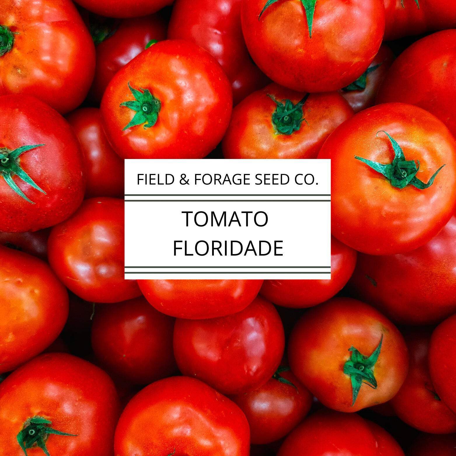 Tomato Floridade | Heat-Tolerant Heirloom | Non-GMO | 300 Seeds