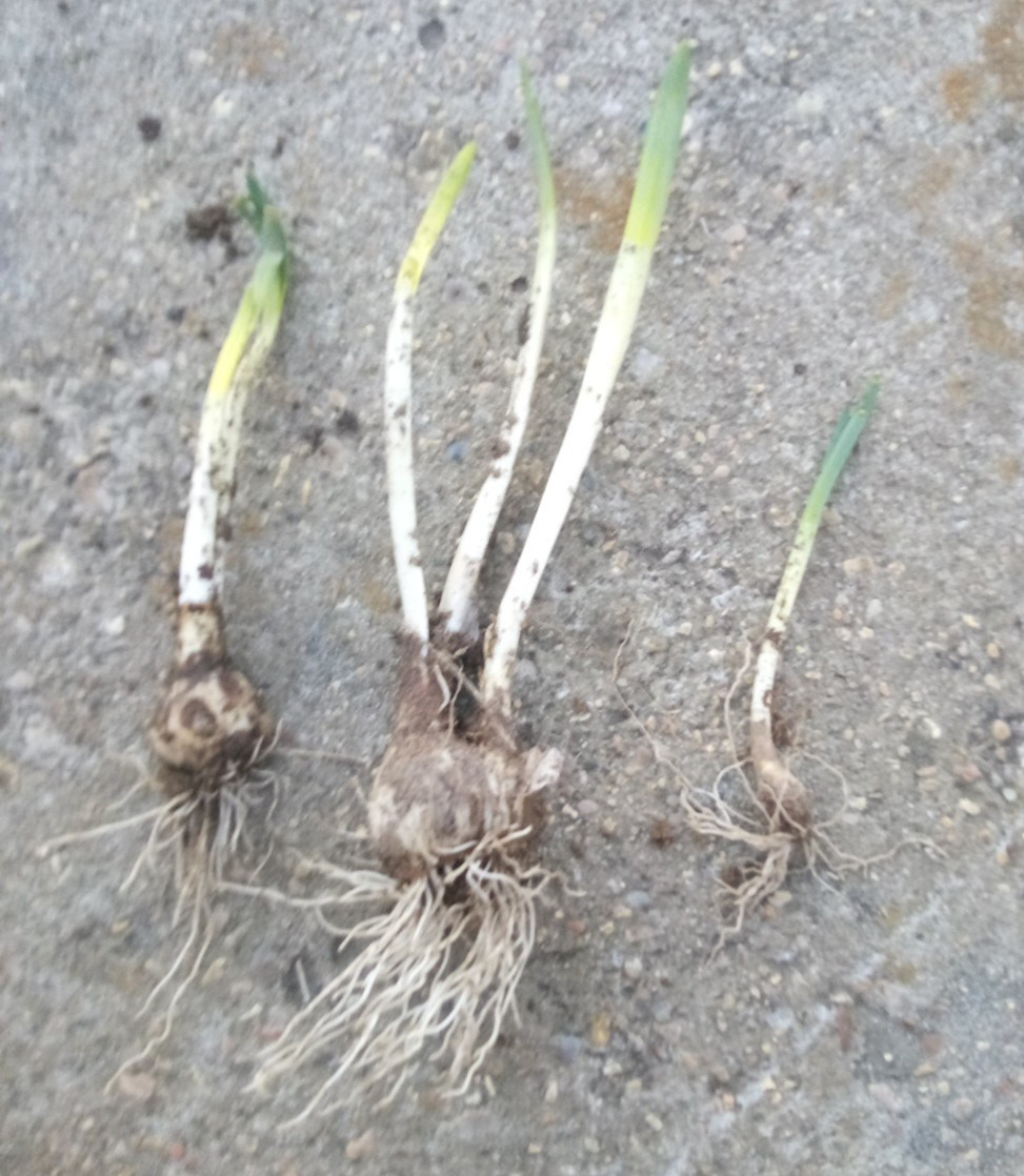 Daffodil (Narcissus pseudonarcissus) Flower Bulbs- Mixed Varieties- 15 Bulbs