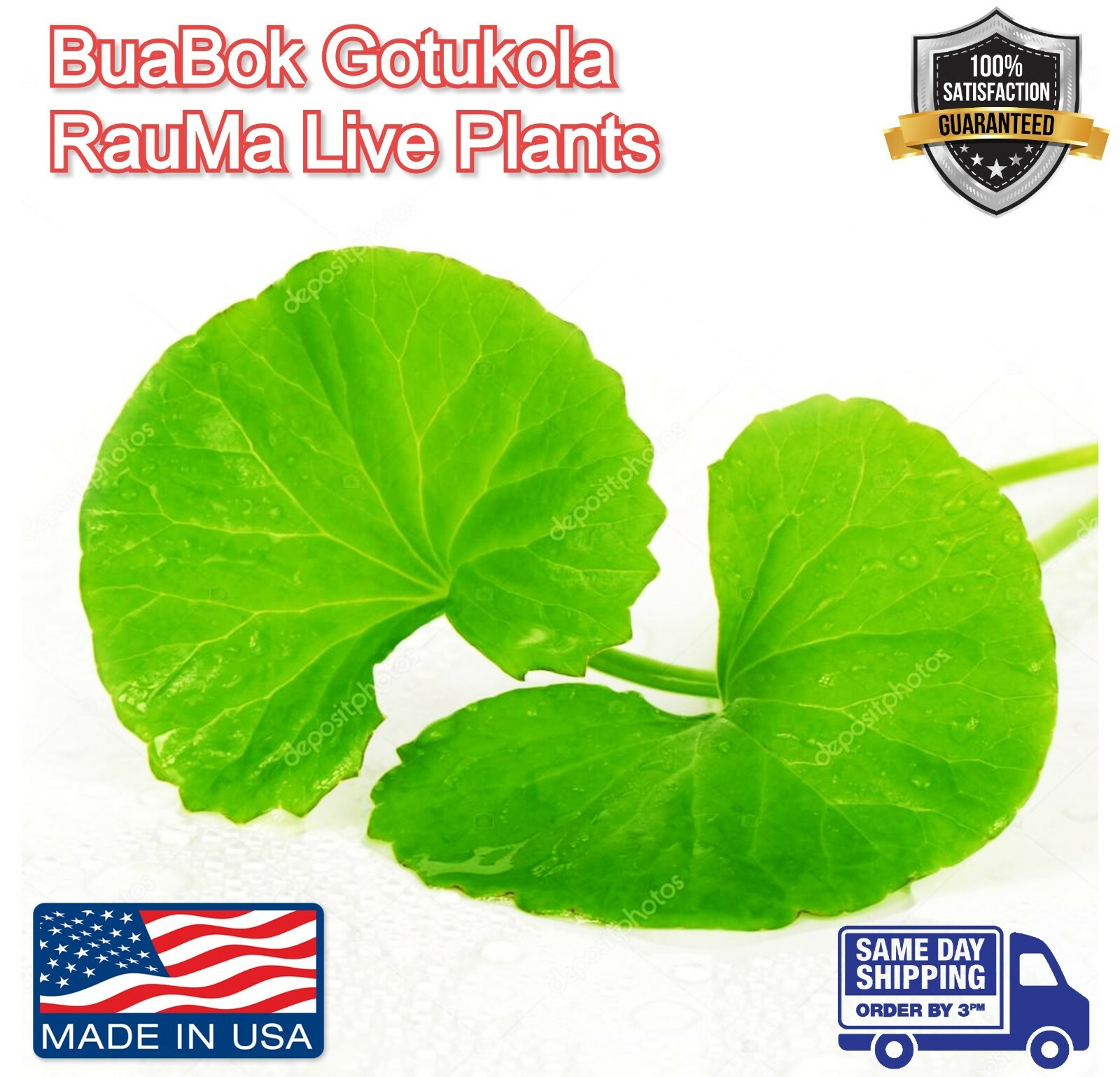 Gotu Kola Bua BoK Rau Ma Pennywort Centella Asiatic บัวบก 積雪草 JiXue Cao 3x plant