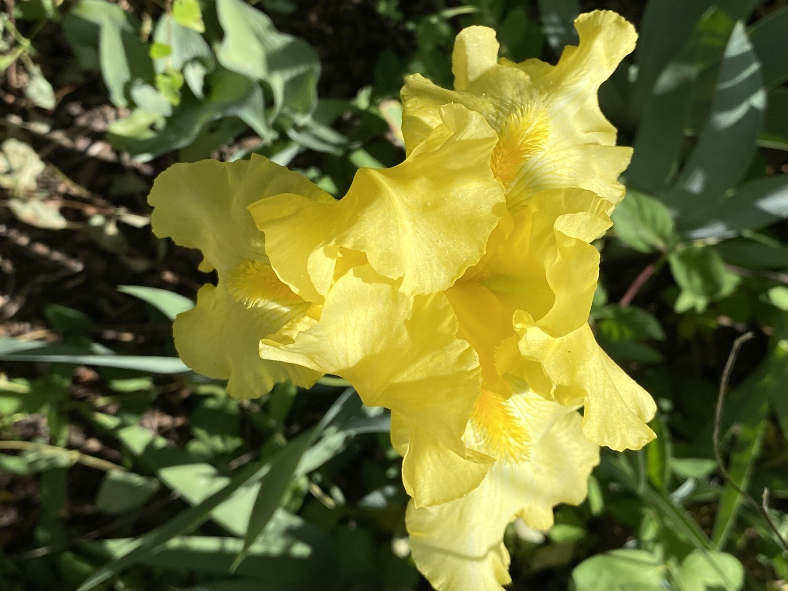 Tall Bearded Iris–Yellow; 2 Rhizomes