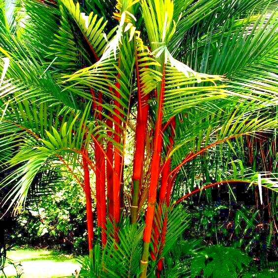 RED SEALING WAX “LIPSTICK PALM” TREE SEEDS (Cyrtostachys renda) House Plant RARE