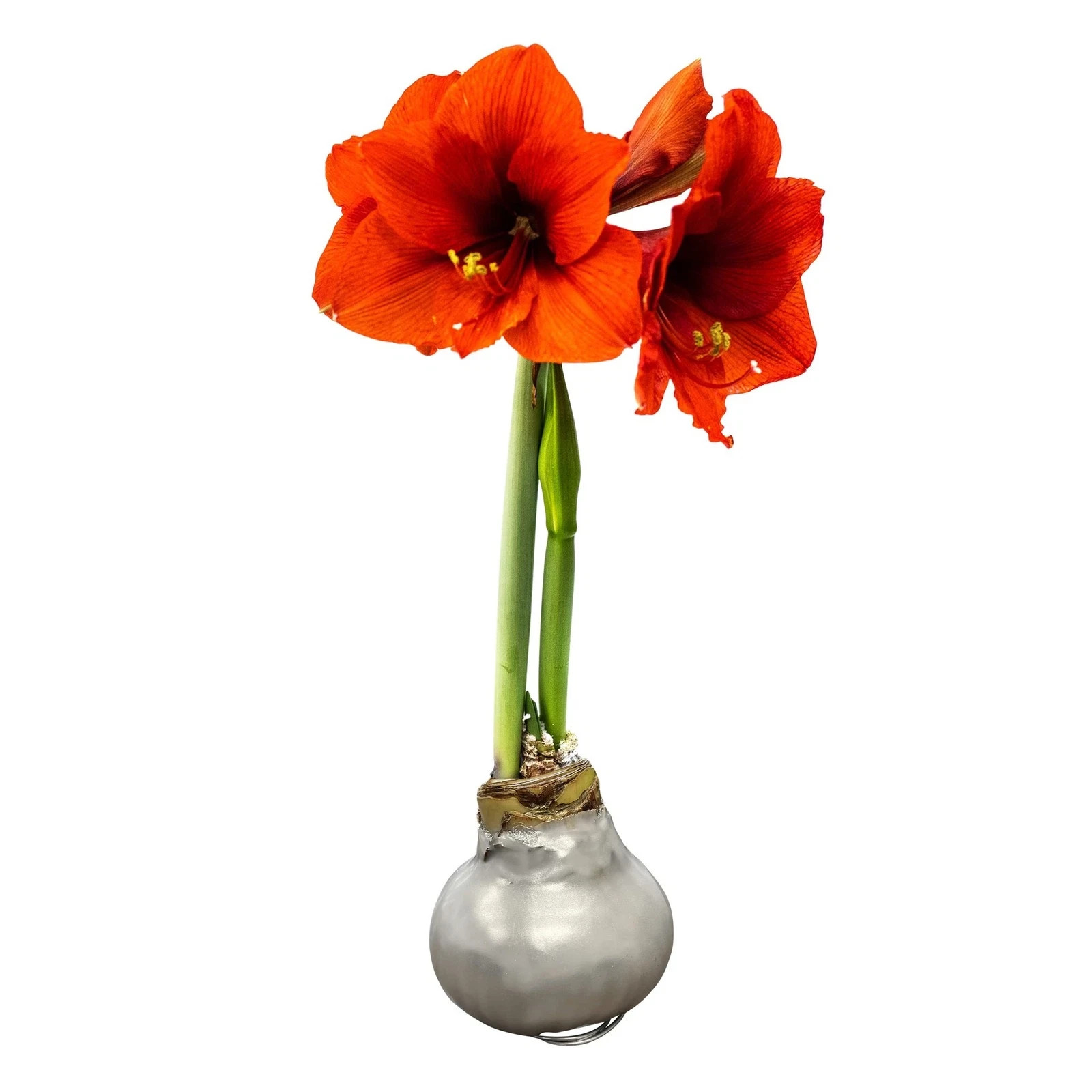 Live Waxed Amaryllis Bulb – Silver with Red Flowers – Easy Care Holiday Gift