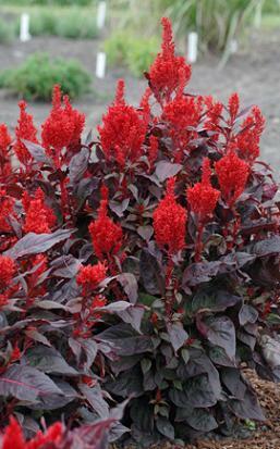 Celosia China Town 250 seeds