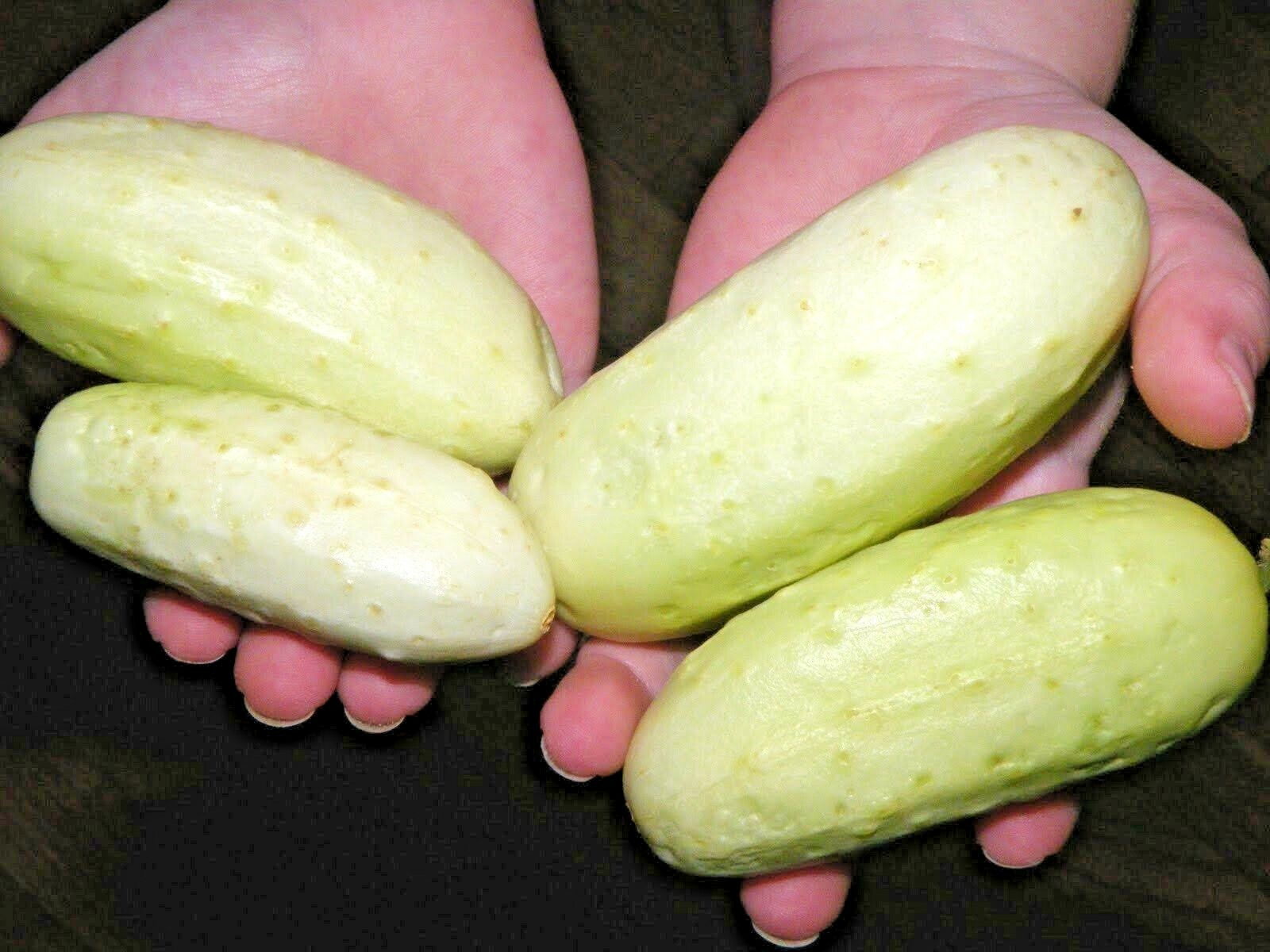 31+MINIATURE Sweet White Bush CUCUMBER Seed Container Vegetable Garden Organic