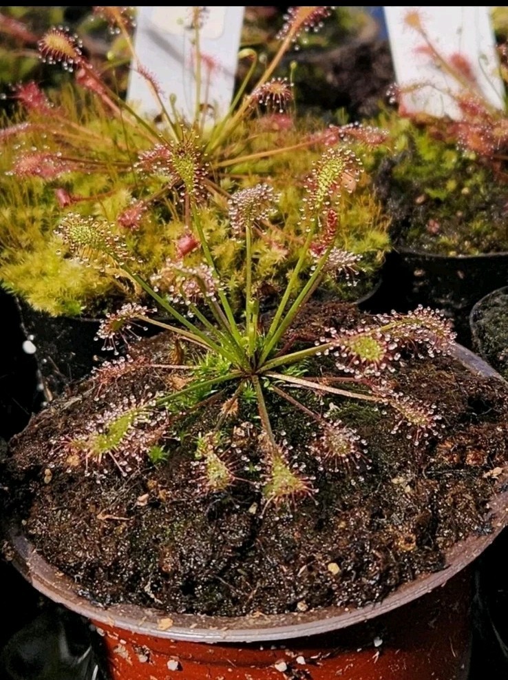 CARNIVOROUS PLANT SEEDS 100+ Seeds