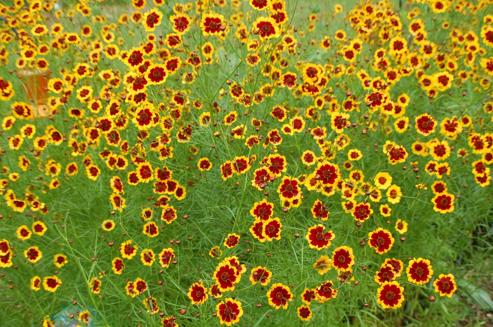 1 gram+ Coreopsis tinctoria Seeds/Tall Plains Coreopsis/Central US Native Plant
