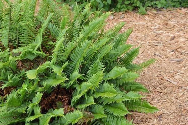 Polystichum munitum | Western Sword Fern | 2000 Spores