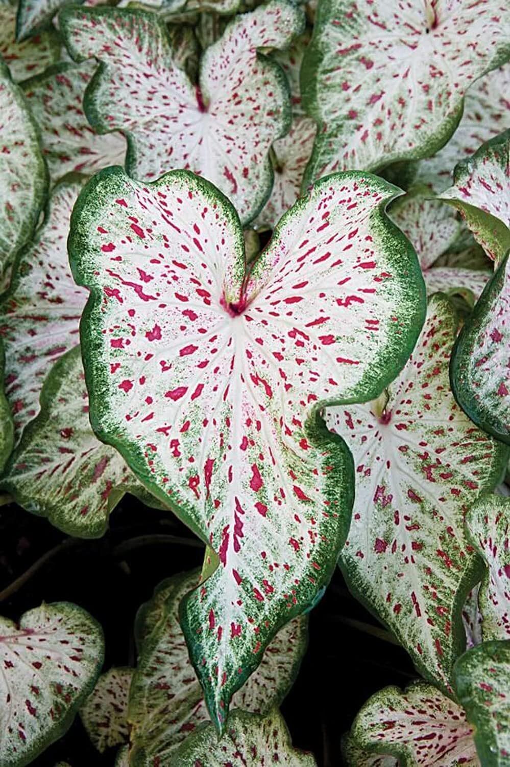 Dwarf Fancy Leaf Red Caladium Bulb Indoor Outdoor Plant Root Hardy Zones 9-11