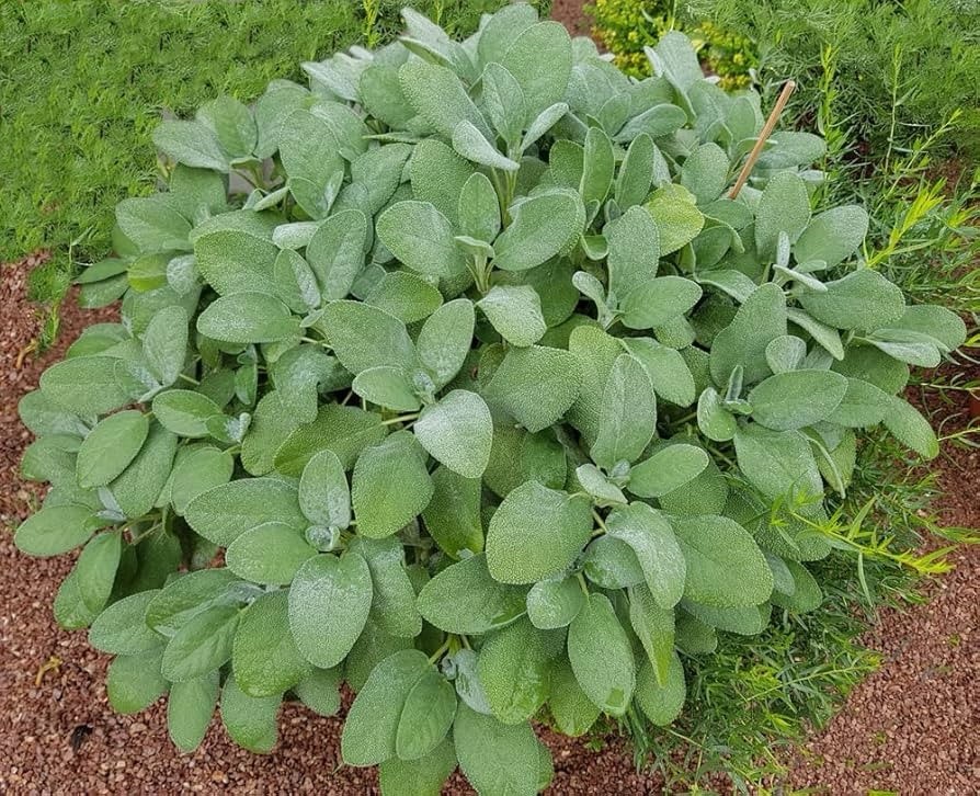 Stangar Broadleaf Sage Seeds