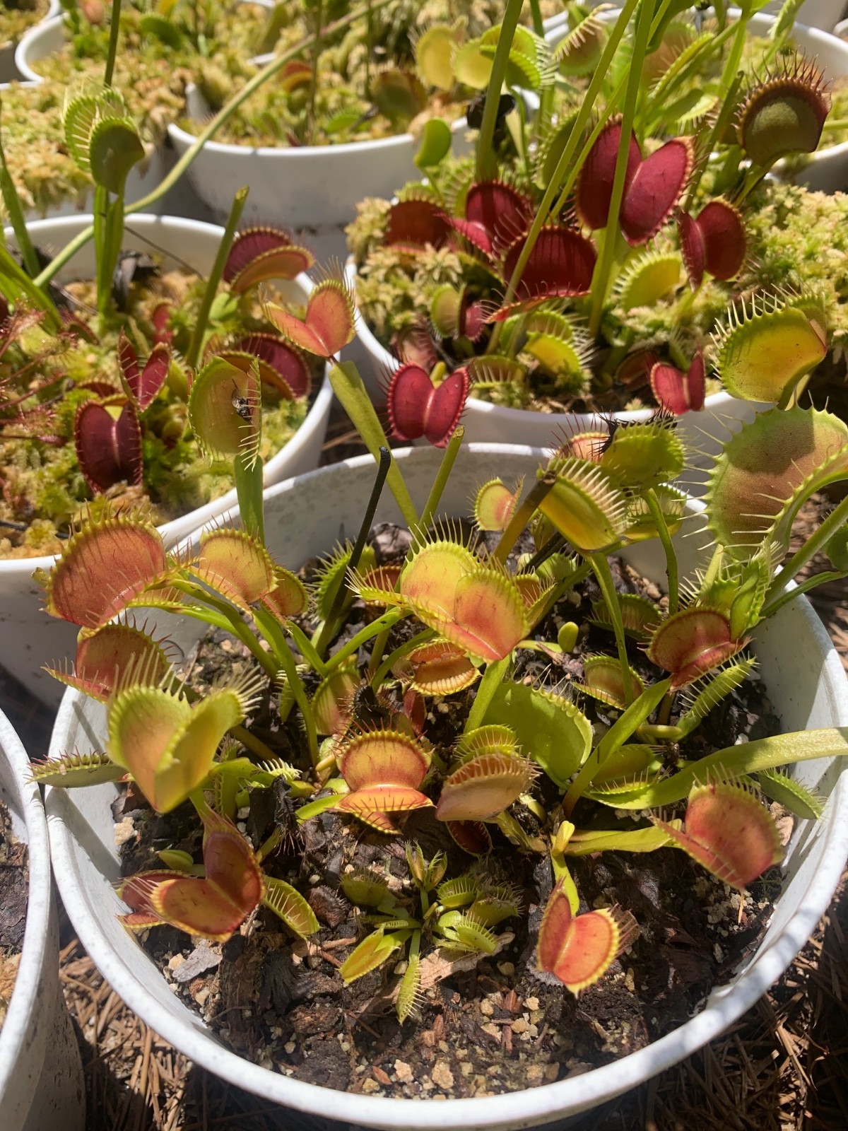 100+ Venus Flytrap seeds + Maxsea plant food
