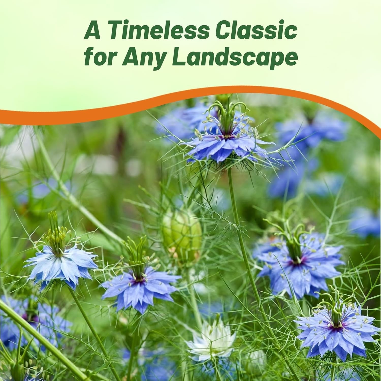 1000 Seeds Nigella Seeds – Blue Love In A Mist Flower Seed