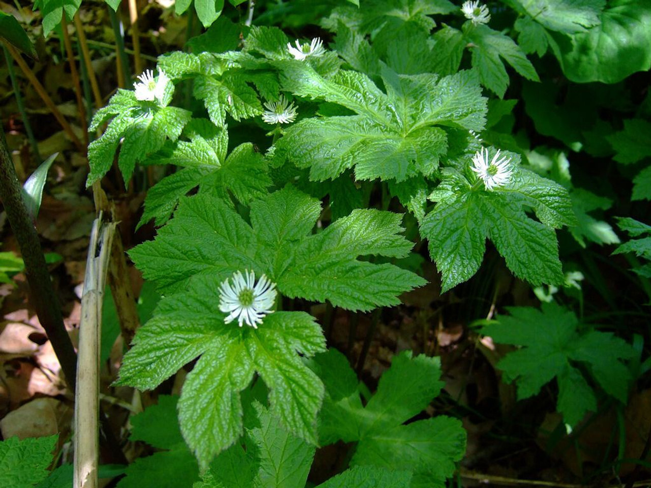 10 Goldenseal roots for planting ~Woodland Gardens ~Winter Hardy ~live bare root