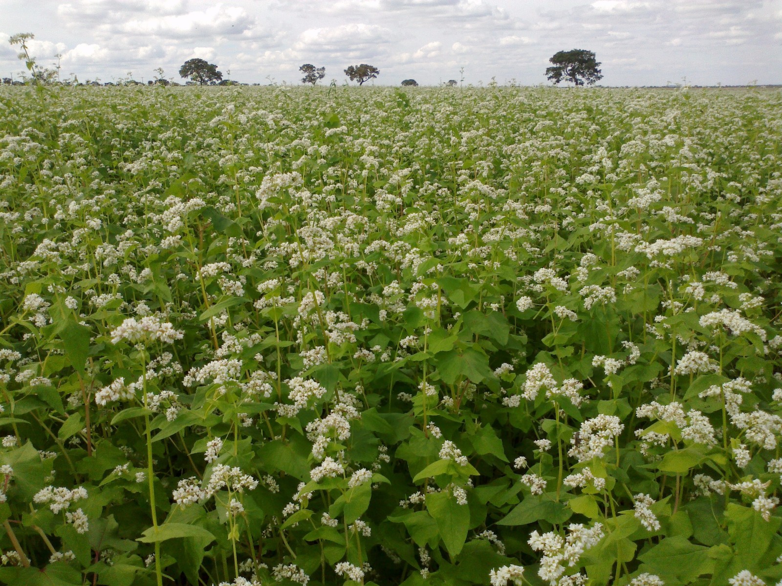 5 pounds Buckwheat Seeds For Bee Pasture Grain Crop Wildlife Cover Soil Erosion