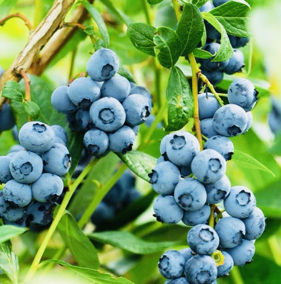 200+ EUROPEAN BLUEBERRY SEEDS RARE AUTUMN LOW BUSH SWEET DELICIOUS USA FREE SHIP