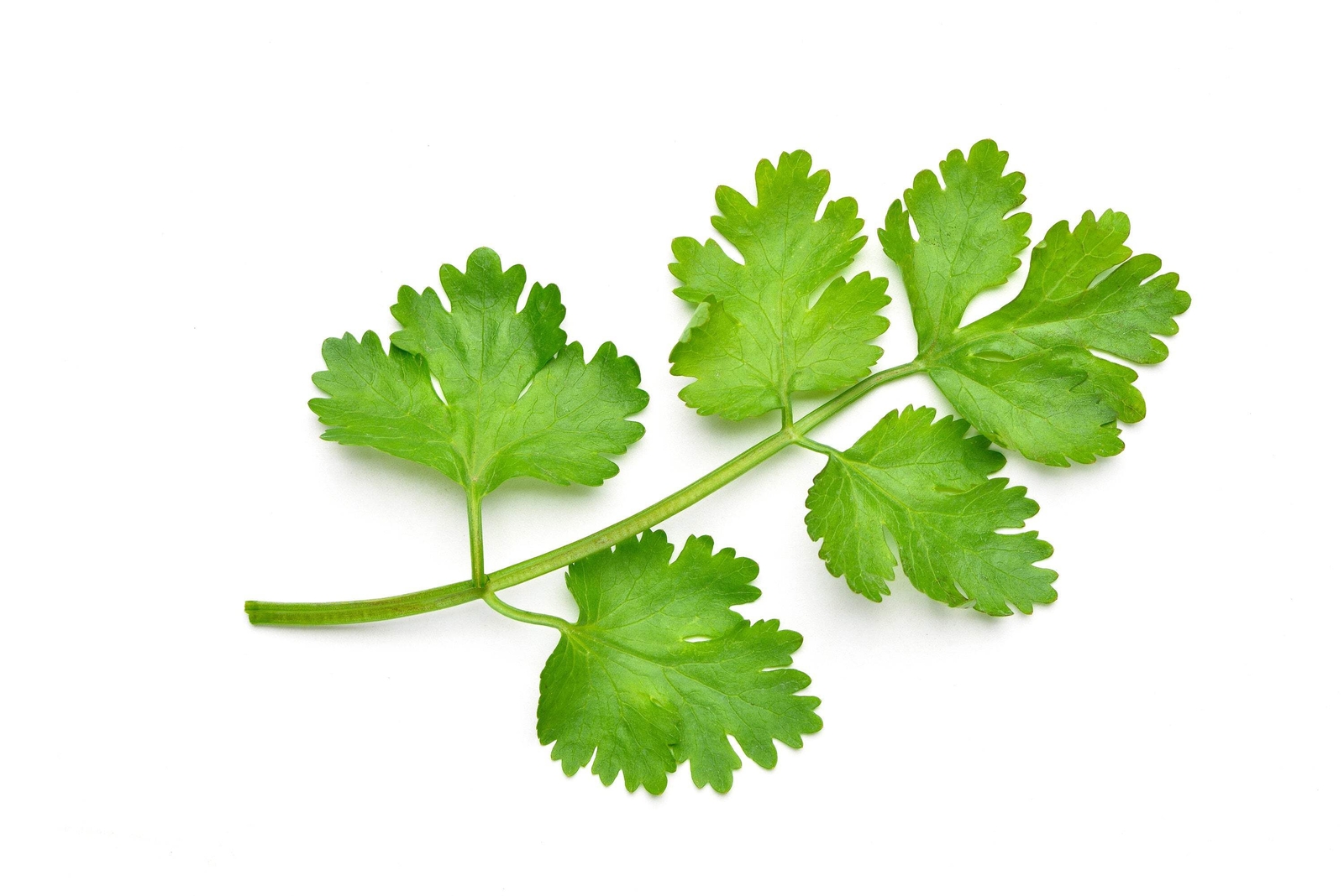 1000 CILANTRO / CORRIANDER / Chinese PARSLEY Coriandrum Sativum Herb Seeds