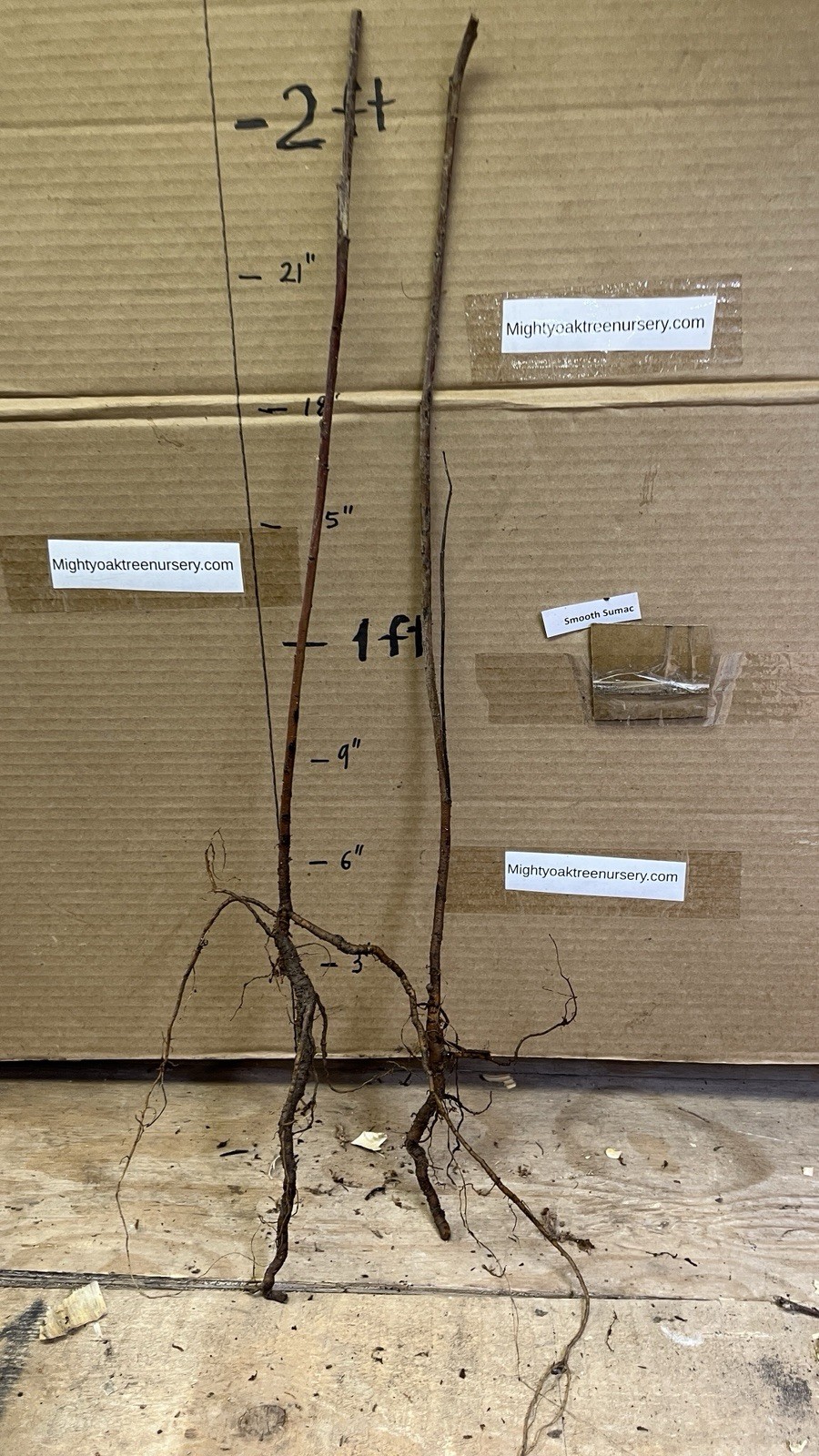 Smooth sumac (Rhus glabra) 1-2 year old plant, well rooted