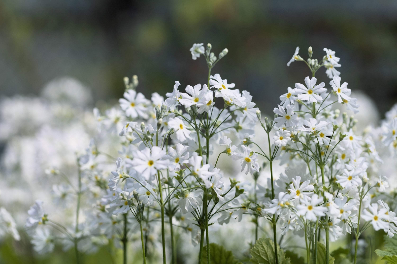 100 WHITE FAIRY PRIMROSE Primula Malacoides Shade Houseplant Flower Seeds