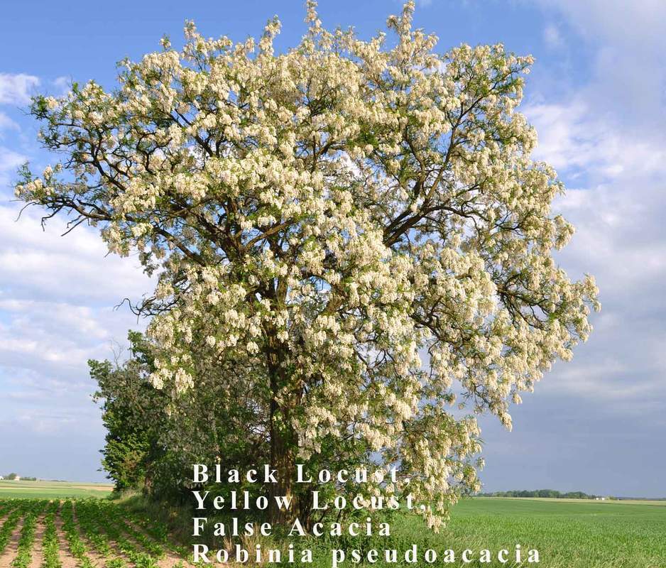 1-1000 PCS Black Yellow Locust False Acacia Tree Seeds Robinia Pseudoacacia 0147