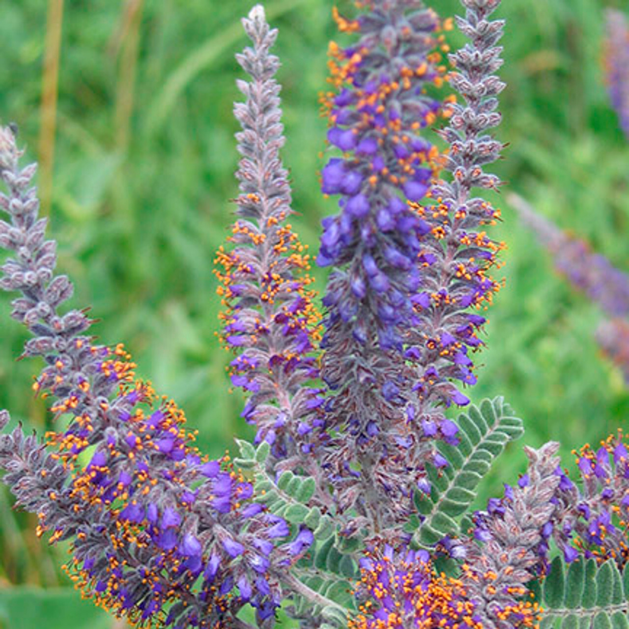 115 SEEDS – lead plant DROUGHT TOLERANT PERENNIAL GroCo* USA – BUY 15=SHIPS FREE
