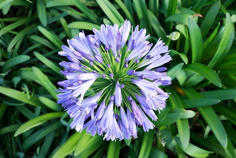 50 Seeds Lily of the Nile Blue Agapanthus African Lily