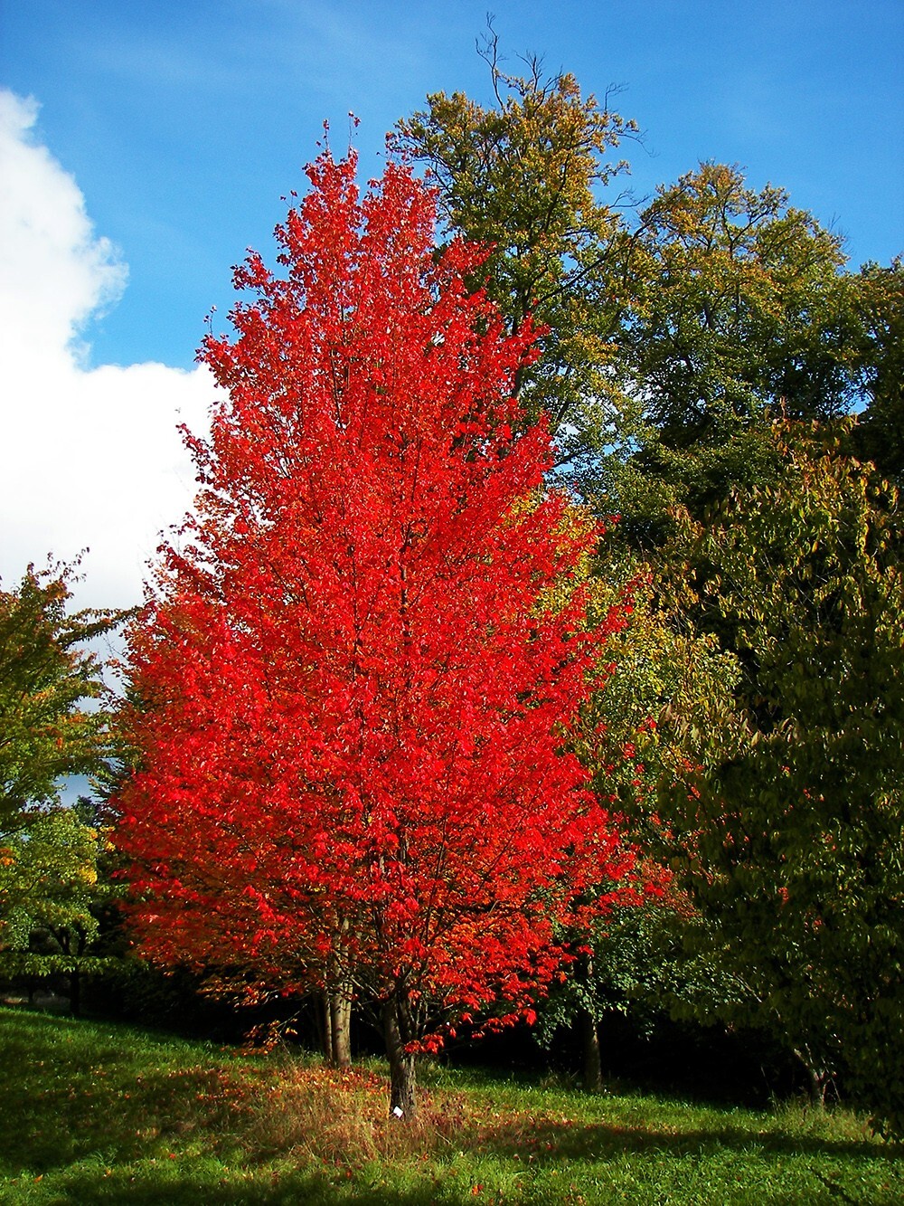 Southern Red Maple Tree | Premium Seeds | Acer rubrum ‘Summer’ | Plants’®