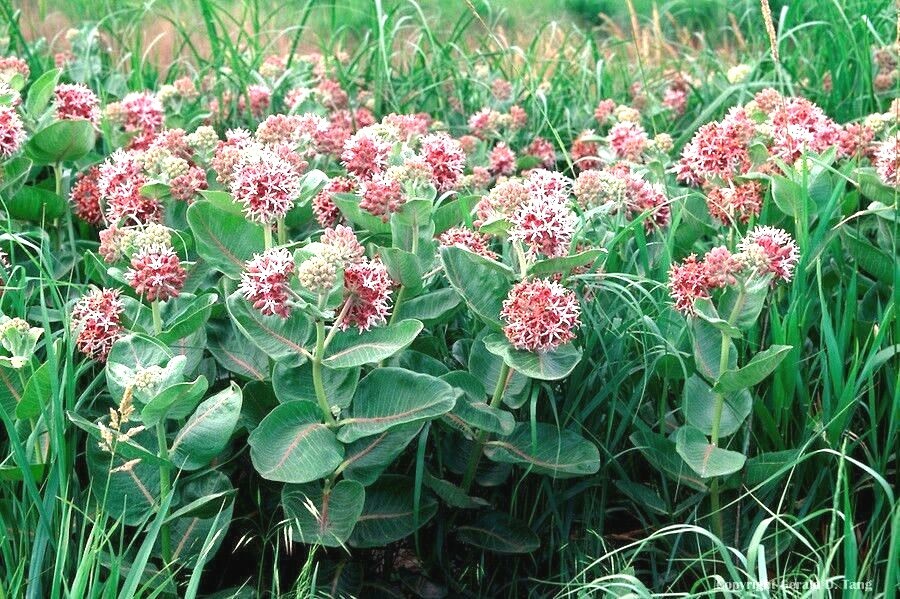 51+SHOWY MILKWEED Seeds Native Wildflower Container Flower Garden Heat Cold Easy
