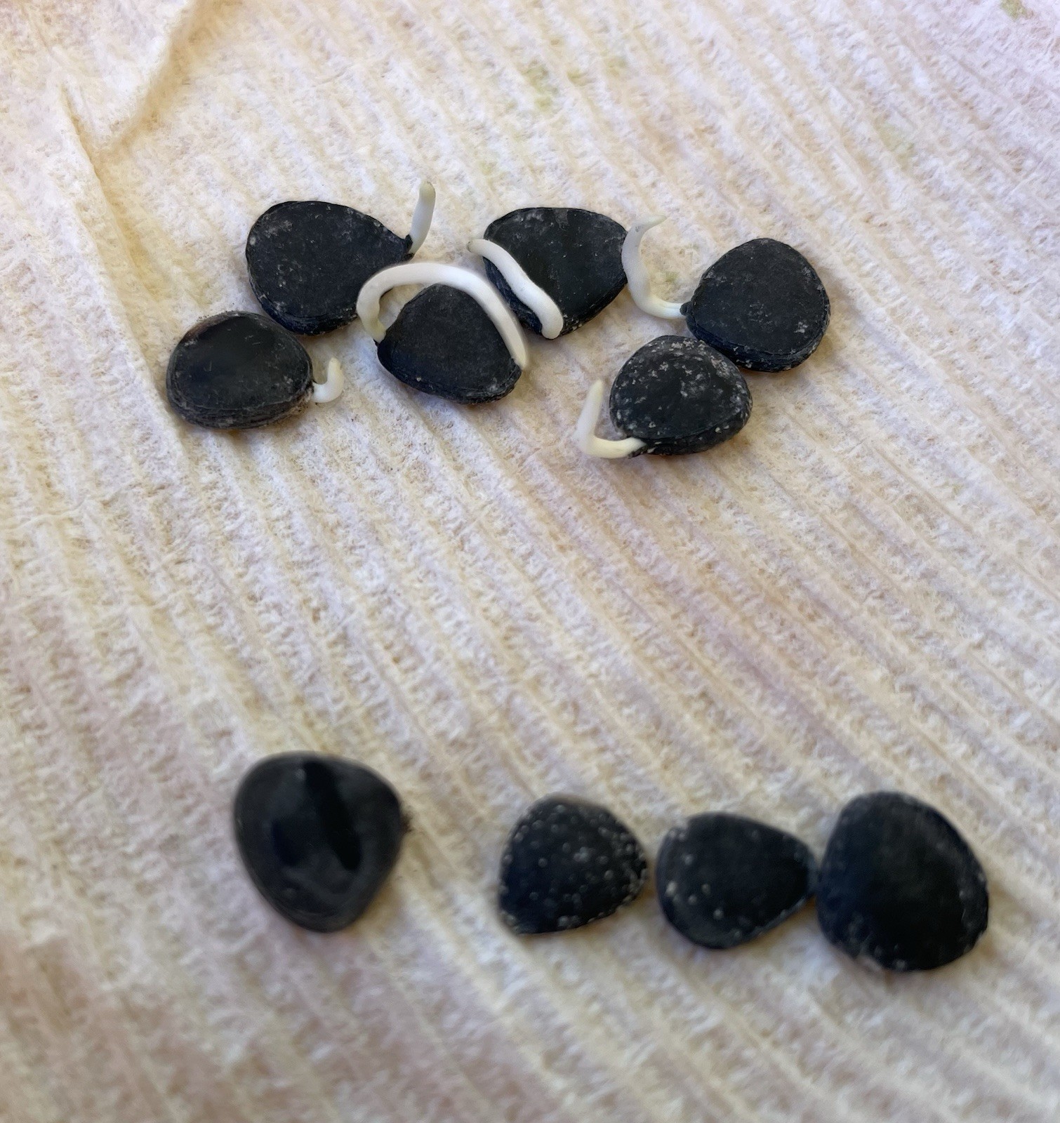 500 Joshua Tree seeds – Mojave Desert 2024 Harvest (Tested)