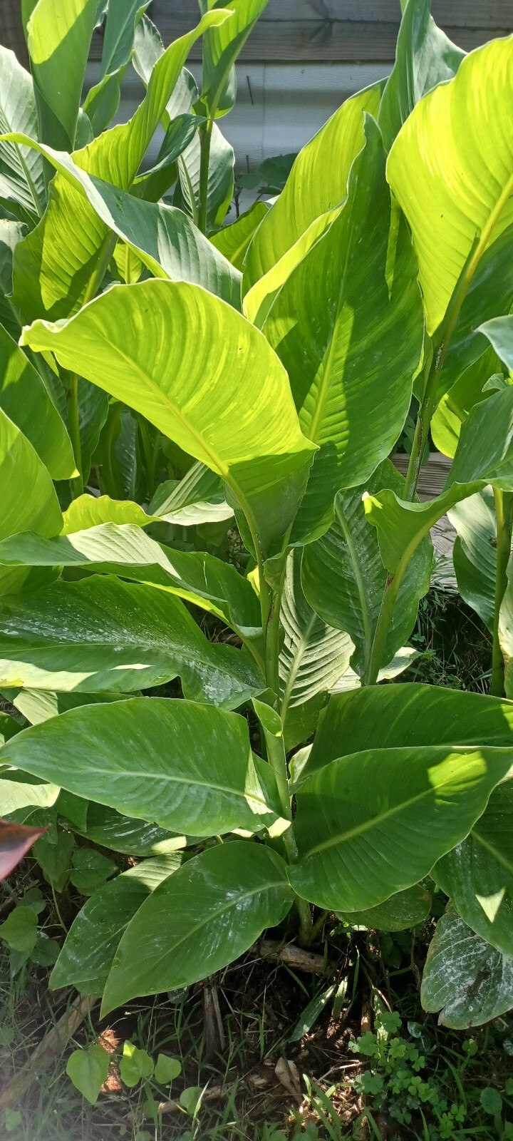 Orange Canna Lily Bulbs. (6 Bulbos de coyoles anaranjados (6) green leaf