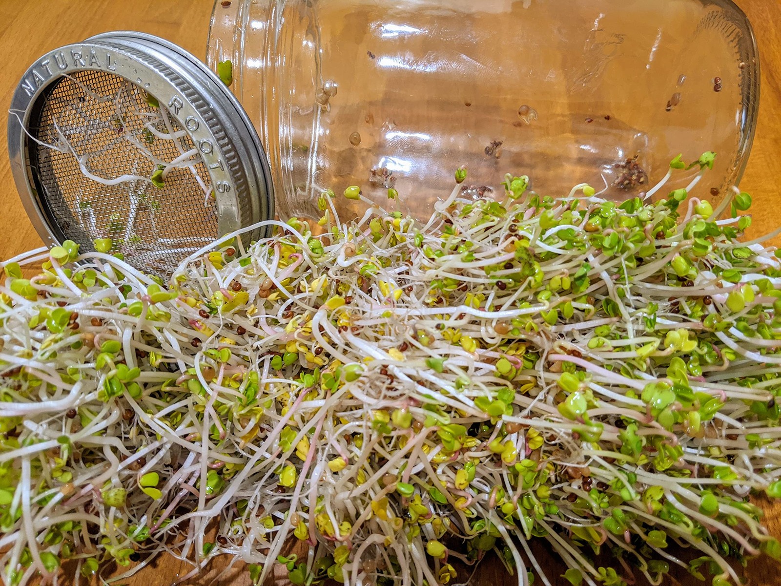 Sprouting Seeds Variety Pack Broccoli, Alfalfa, Radish, Mung Beans & Salad Mix