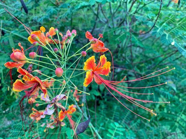 Caesalpinia pulcherrima | Red Mexican Bird of Paradise | 20 Seeds