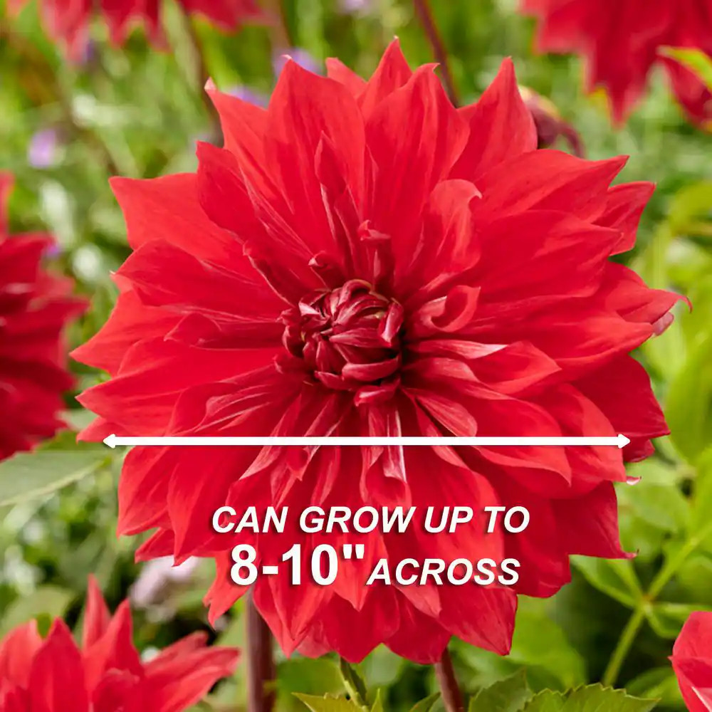 Dahlia Dinnerplate Mixed Live Flower Tubers (Bag of 4)