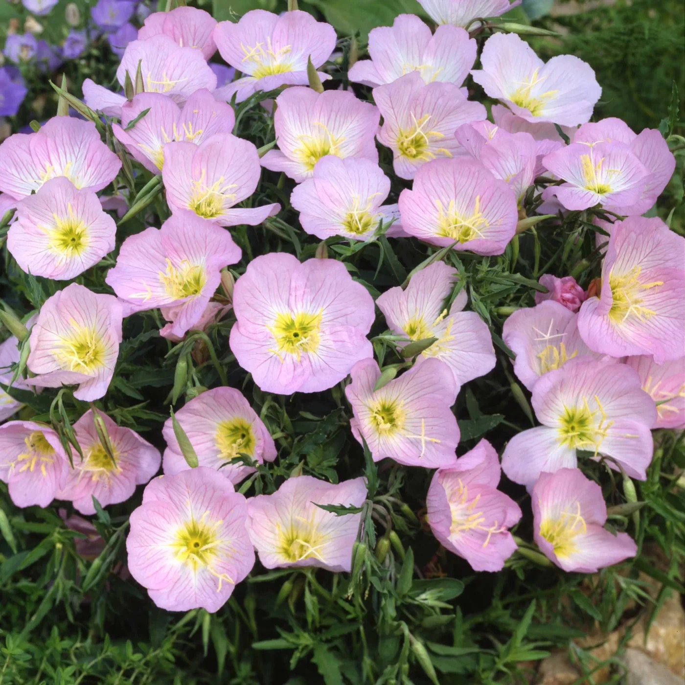 Showy Evening Primrose Seeds 500+ Oenothera Speciosa PINK Flower USA FREE S&H