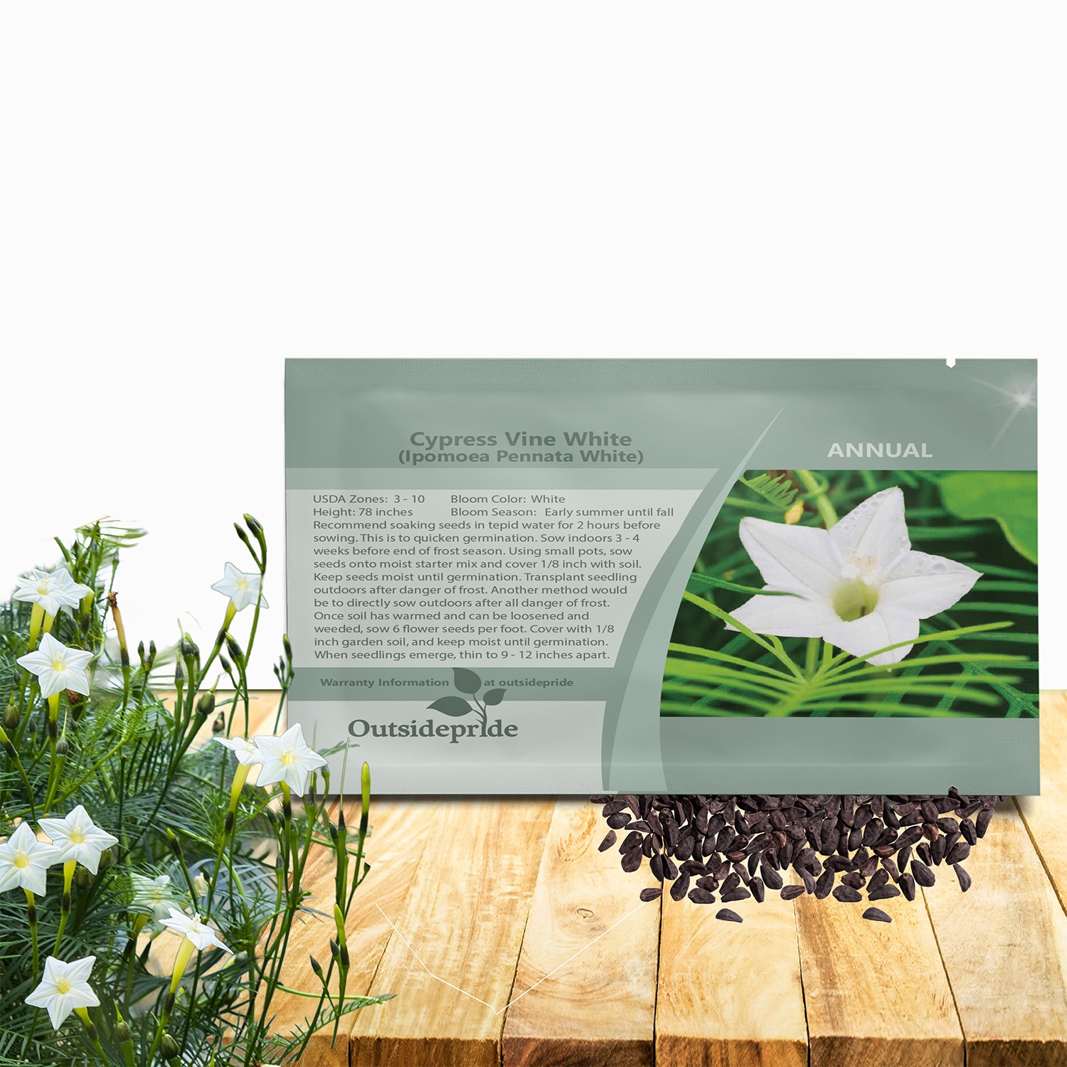200 Seeds Cypress Vine Seeds – Ipomoea Pennata White Flower Seed