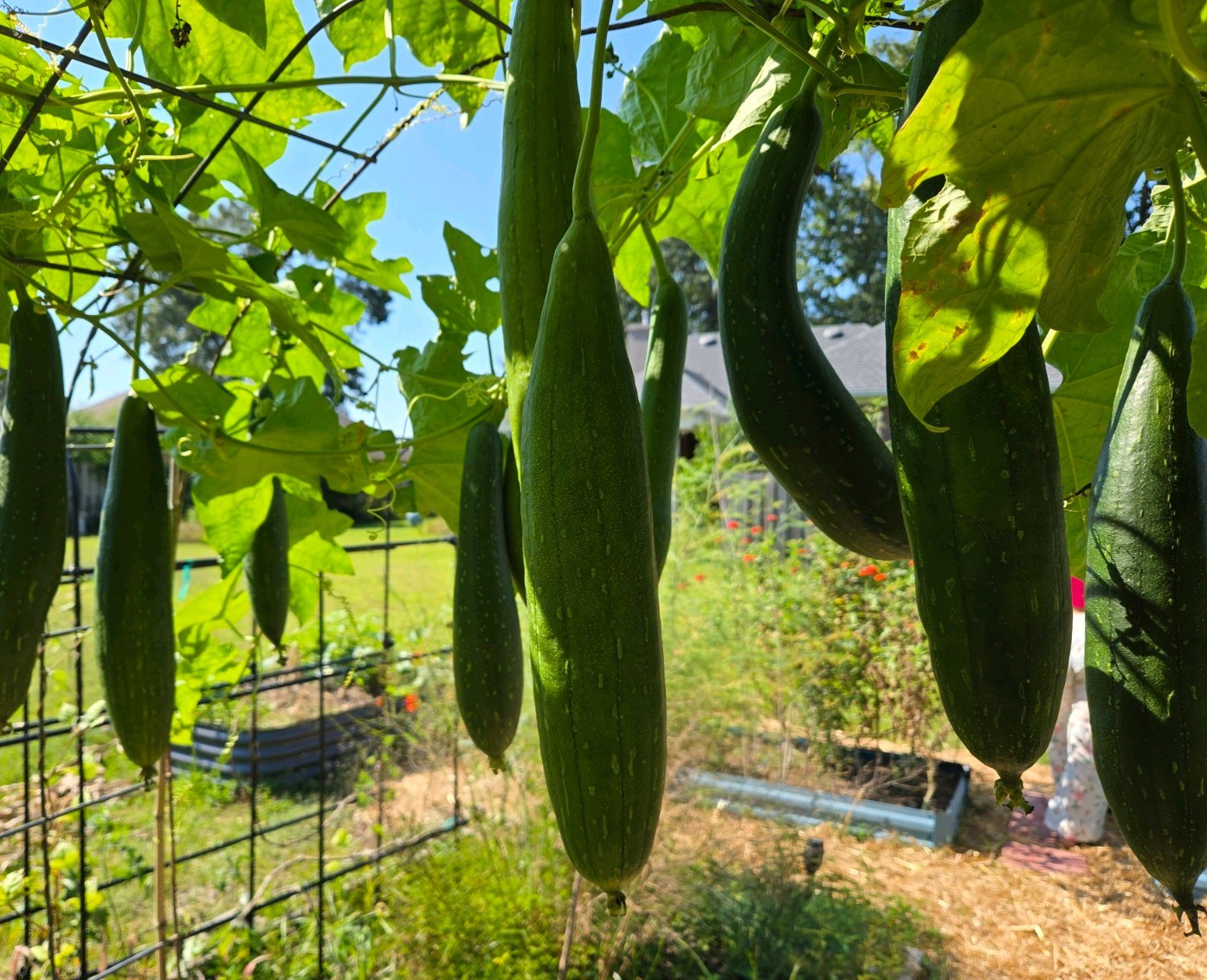 Loofah Sponge Gourd 25 Seeds 2025 Harvest For 2026 Season Grown Organic Luffa