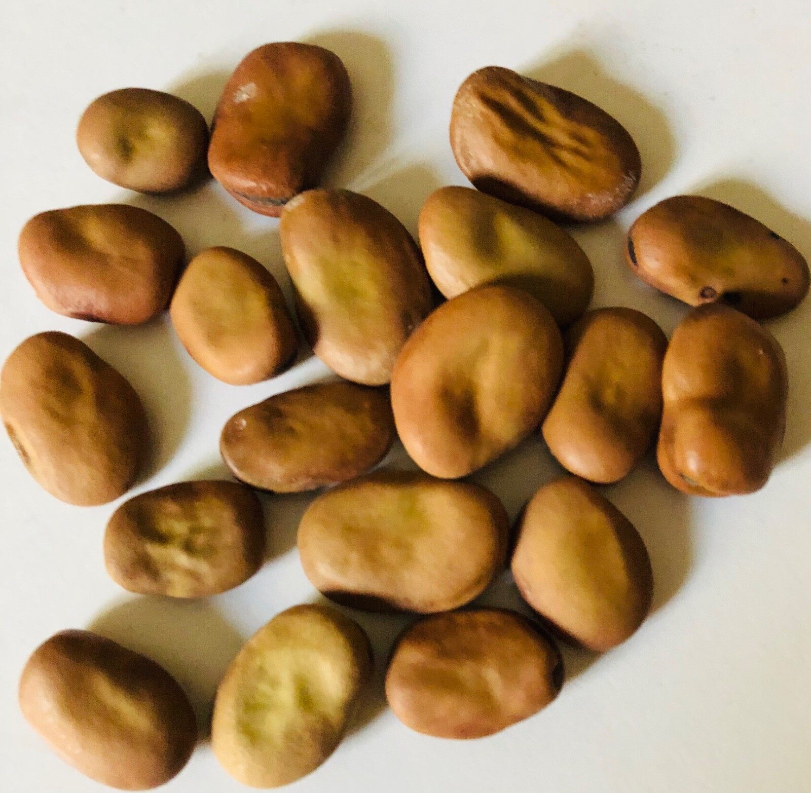 BEAN FAVA LIMA BUSH,HEIRLOOM 40PCS FRESH OR DRIED SEEDS NON-GMO BUTTERY & HEALTH