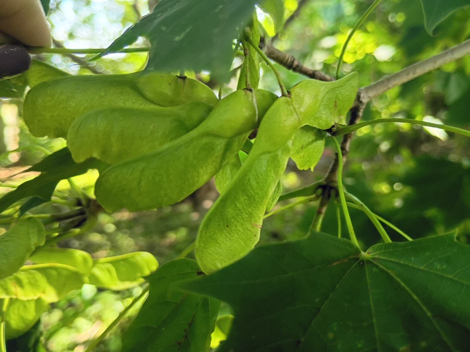 10+HARDWOOD TREE SEEDS: Sugar Maple (Acer Saccharum) US Native
