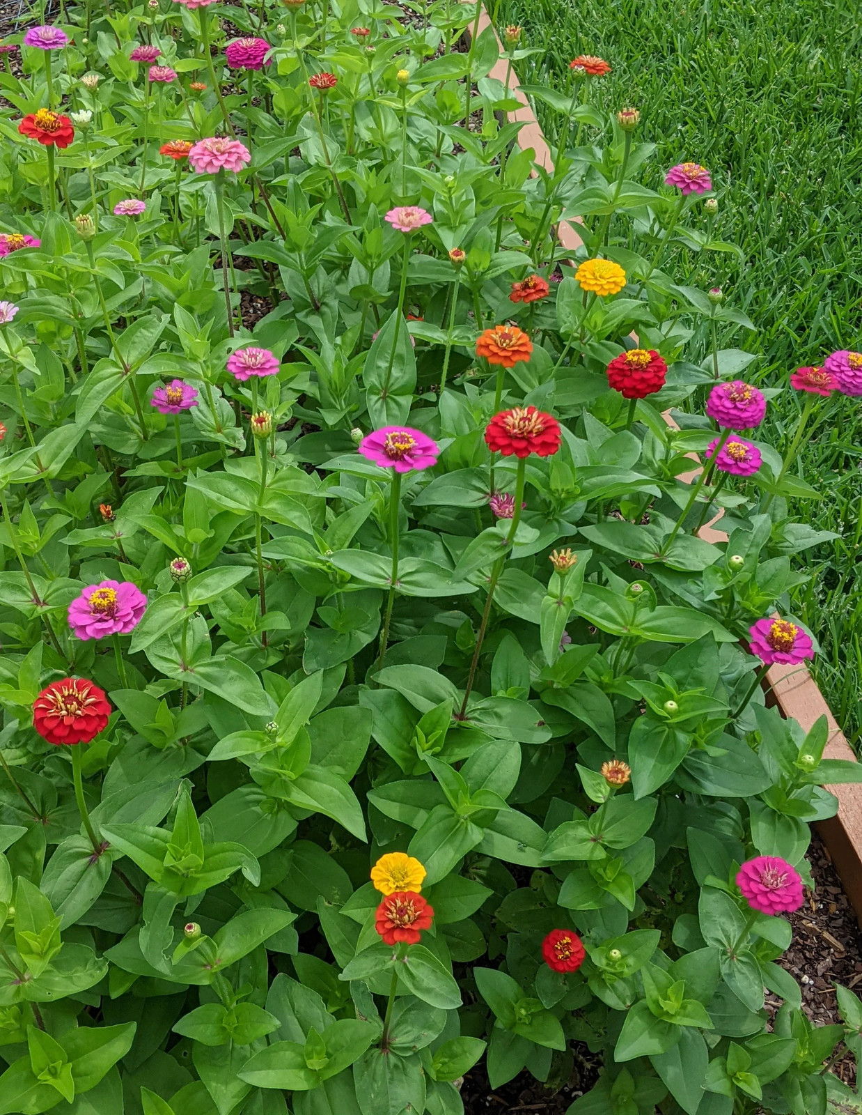 Lilliput Mix Zinnia Seeds | Pom Pom Dwarf Rainbow Multi Color Flower Seed 2024
